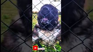 Vesy Aggressive Caucasian shepherd dog viral shorts viralshorts [upl. by Kimmel]