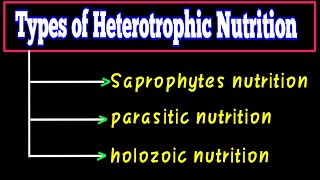 types of heterotrophic nutrition  What is heterotrophic nutrition  Life Processes Class 10 CBSE [upl. by Enihpets]