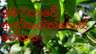 Mango Anthracnose Disease of Leaves අඹ වගාවේ ඇන්ත්රැක් නෝසේ රෝගය  පත්‍ර වලට හානි කිරීම පාලනය [upl. by Nwahsek]