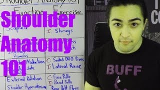 Shoulder Anatomy 101 Exercises and Functions of Your Shoulders Traps Deltoids Rotator Cuff [upl. by Nepsa]