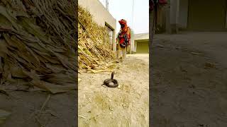 Naag jogi kingcobras cobra snake animalvlog2 snakecobra cobrasnake shortsfeed snakevideo [upl. by Leugimsiul756]