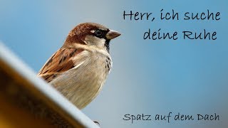 Herr ich suche deine Ruhe  LyricVideo  Spatz auf dem Dach [upl. by Ward]