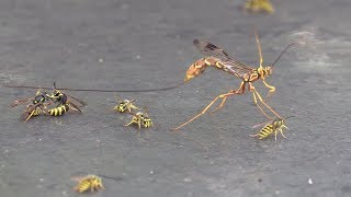 Giant Ichneumon Wasp Drinking Honeydew amp Fighting Yellowjackets [upl. by Rogozen127]