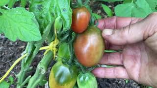 Why I grow blight resistant tomatoes in my polytunnel [upl. by Bevers759]