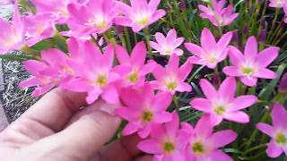 How to grow Rain Lily  Zephyranthes in a pot or in the ground FL  25 [upl. by Aihsein]