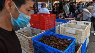 Why wont China shut down wet markets like the ones in Wuhan [upl. by Ardnuaek941]