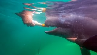 Killer whales attacking sealion [upl. by Annais562]