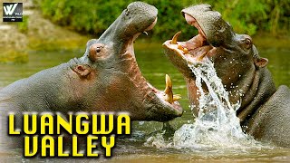 Luangwa Valley  अफ़्रिका का मरुस्थल लुआंग्वा नदी  Wildlife Documentary in हिंदी [upl. by Angid]