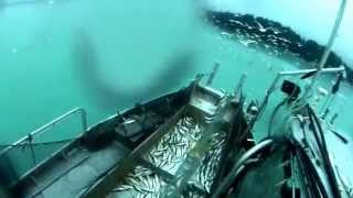 Herring fishing 2014 gillnetting Hornby Island BC [upl. by Udale68]