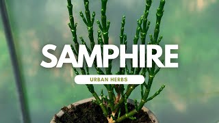 How to Grow Samphire [upl. by Ebeohp]