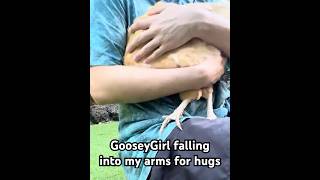 My cute and bougie chicken GooseyGirl loves to cuddle petchickens cuteanimals backyardchickens [upl. by Catharina]