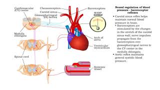 Neural regulation of blood pressure  baroreceptor and chemoreceptor reflexes [upl. by Cesya]