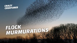 Why Do Starlings Flock in Murmurations [upl. by Chaunce]