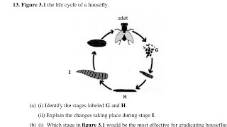 Biology  Life Cycle of a House Fly 🪰 exam [upl. by Pritchard563]