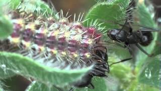 Myrmecophily  Camponotus aethiops attracted by the caterpillars of Tomares ballus [upl. by Sucramed]