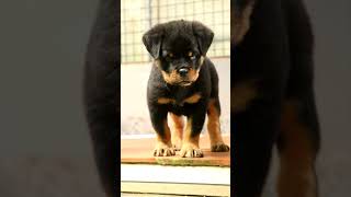 pet rottweilerkennelfromindia dog rottweilerpuppy [upl. by Pantheas]