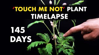 Growing Touch Sensitive Plant Mimosa pudica  145 Days Timelapse [upl. by Leanna557]