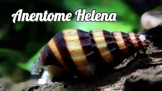 Anentome Helena El caracol asesino que come caracoles [upl. by Tocs]