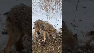 Coyote 1 [upl. by Alcus]