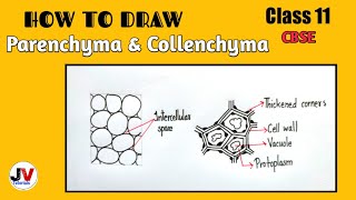 how to draw parenchyma tissue how to draw collenchyma cells [upl. by Lillywhite559]