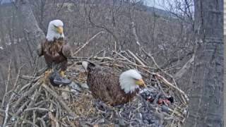 Hanover PA Bald Eagle Nest cam Eagles bring a live bird to the nest [upl. by Ailgna50]