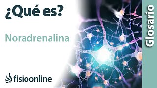 NORADRENALINA  Qué es qué órgano la segrega efectos en qué estructuras del cuerpo actúa [upl. by Louisette287]