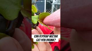 Can Flytrap Nectar Make You Drunk [upl. by Aicetal686]