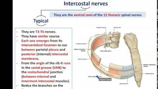 Intercostal Nerves and Vessels  Dr Ahmed farid [upl. by Oicam176]