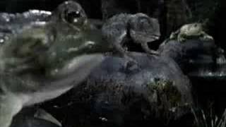 Budweiser Frogs Commercial  Got Canned [upl. by Novonod747]