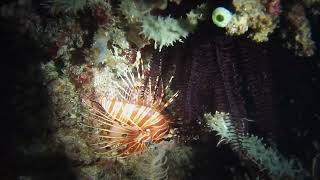 20190506 Indonesia  Gili Meno slope  Night dive Tonna pennata Hermit crabs [upl. by Batha389]