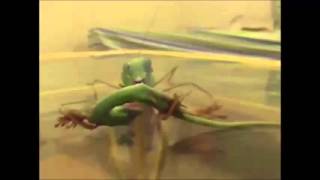 Big Mantis Kills an Anole [upl. by Seed]