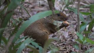 Central American Agouti Dasyprocta punctuate Barba Azul Nature Reserve Beni Bolivia [upl. by Eelak]