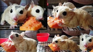 Leucistic Sugar Glider Pets  Furry amp Feathers [upl. by Pallas]