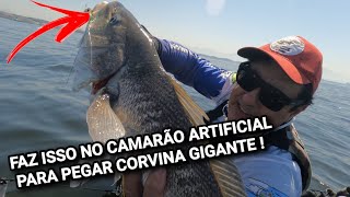 FAZ ISSO NO CAMARÃO PARA PEGAR CORVINA GIGANTE PESCARIA NA BAÍA DE GUANABARA [upl. by Rossie]