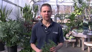 Caring for a Schefflera Plant [upl. by Ylim]