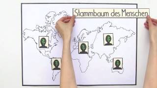 STAMMBAUM DES MENSCHEN  Biologie  Evolutionsbiologie [upl. by Haisi585]