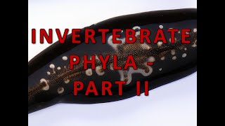 Invertebrate Phyla  Part II [upl. by Mulloy944]