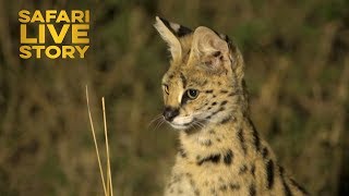 Serval Cats of the Maasai Mara [upl. by Rybma]