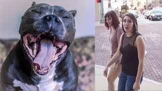 Public Reacts to Scary Pit Bull Rescue Dog [upl. by Jesse]