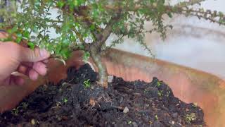 Cotoneaster Bonsai Key Steps for Repotting amp Branching Success [upl. by Nickie]