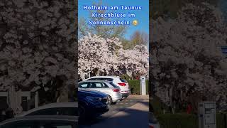 Hofheim am Taunus Kirschblüte im Sonnenschein 🌞🌞🌞 [upl. by Martel833]