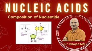 Nucleic Acids  Nucleotide  Class 11 Biology  by Dr Bhojoo Mal [upl. by Nylahsoj]