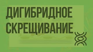 Дигибридное скрещивание Видеоурок по биологии 9 класс [upl. by Neerual]