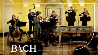 Bach  Violin Concerto in E major BWV 1042  Sato  Netherlands Bach Society [upl. by Leachim]