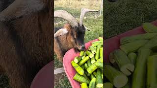 Kalan at The Rylee Ranch The goats enjoy a wheelbarrow of cucumbers [upl. by Morgun]