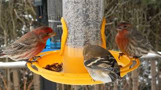 Sunflower Chips Brought The Goldfinches Back [upl. by Noeht]