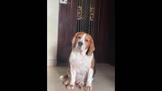 Breezer video viral sorts pyaar ♥️ [upl. by Athal]