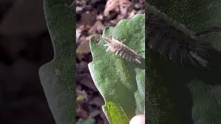 🐛Banded tussock moth caterpillar…the shag🐶nature naturelovers insect [upl. by Eisoj329]