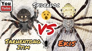 SARHENTONG ITIM vs EKIS Gagambang MASBATE vs Ekis ng BORACAY Spider Fight [upl. by Leahcim811]