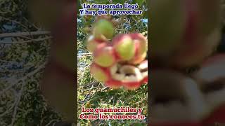 LOS GUAMUCHILESHUMOSPINZANES  ALPISQUES  P2 Y TÚ CÓMO LOS CONOCES [upl. by Mosora]